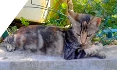 Chat perdu Chat Tigre