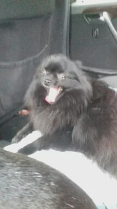 Chien perdu Spitz Allemand nain