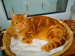 Chat perdu : Européen (FILOU)