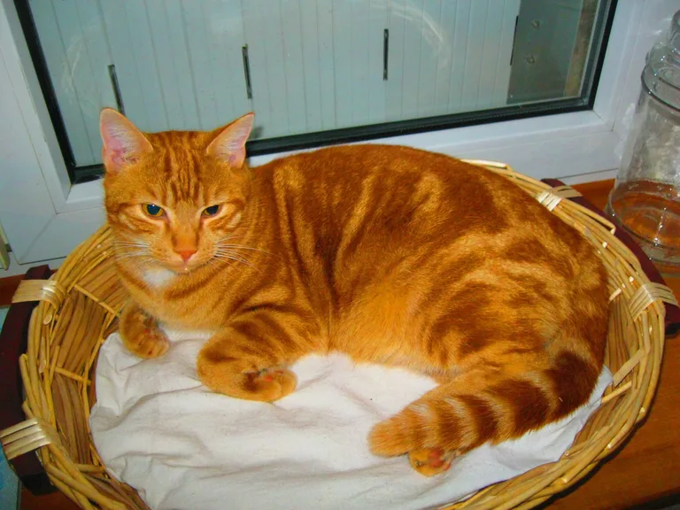 FILOU