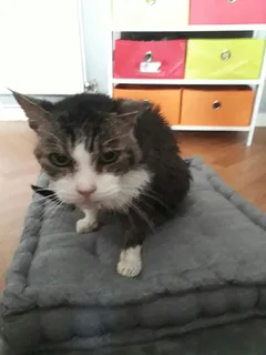 Chat trouvé Européen