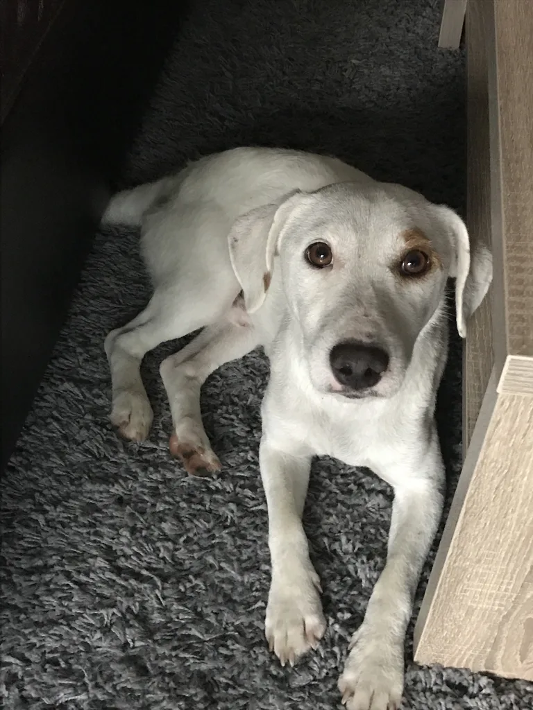 Chien trouvé