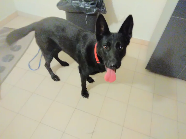 Chien trouvé