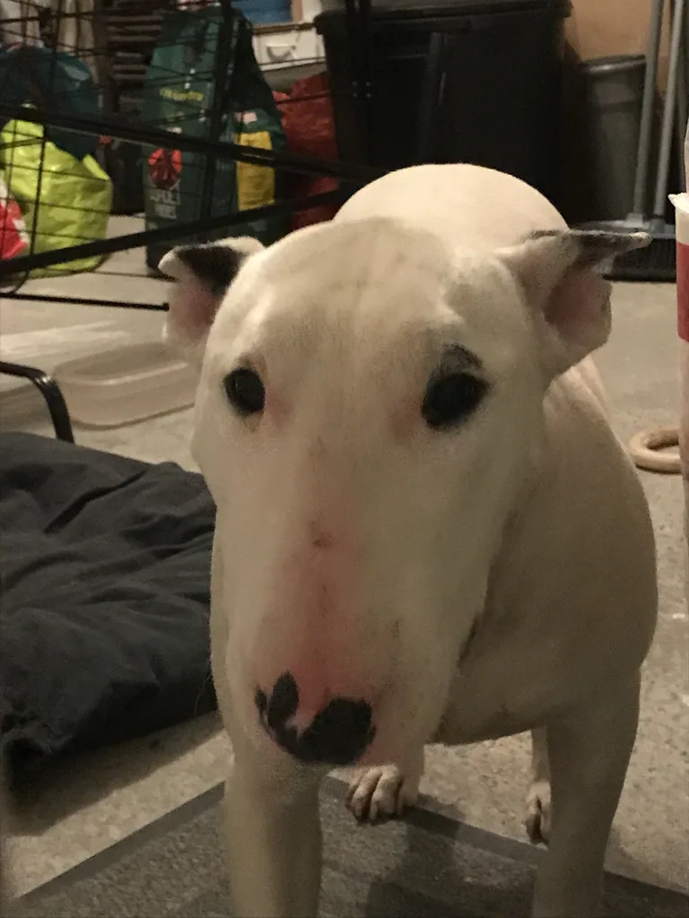 Chien trouvé