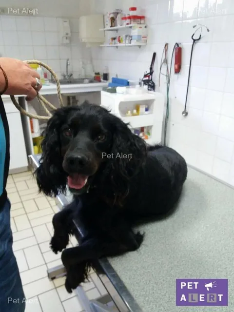 Chien trouvé