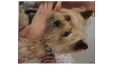 Chien perdu Yorkshire Terrier