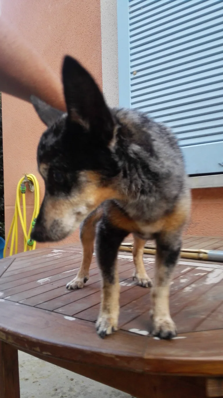 Chien trouvé