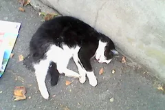 Chat trouvé Européen