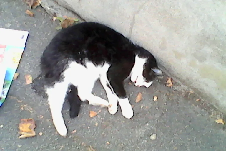 Chat trouvé