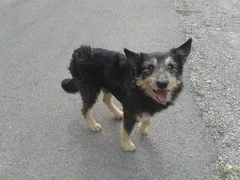 Chien trouvé Chien Courant