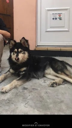Chien perdu Alaskan Malamute
