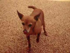 Chien perdu Pinscher