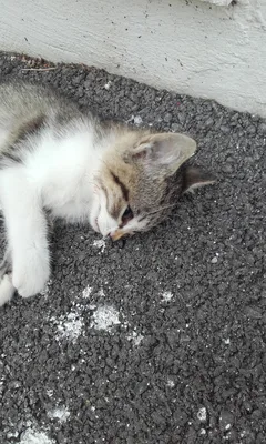 Chat trouvé Européen