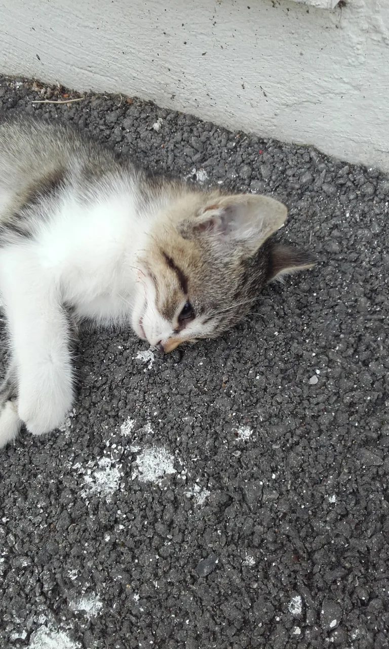 Chat trouvé
