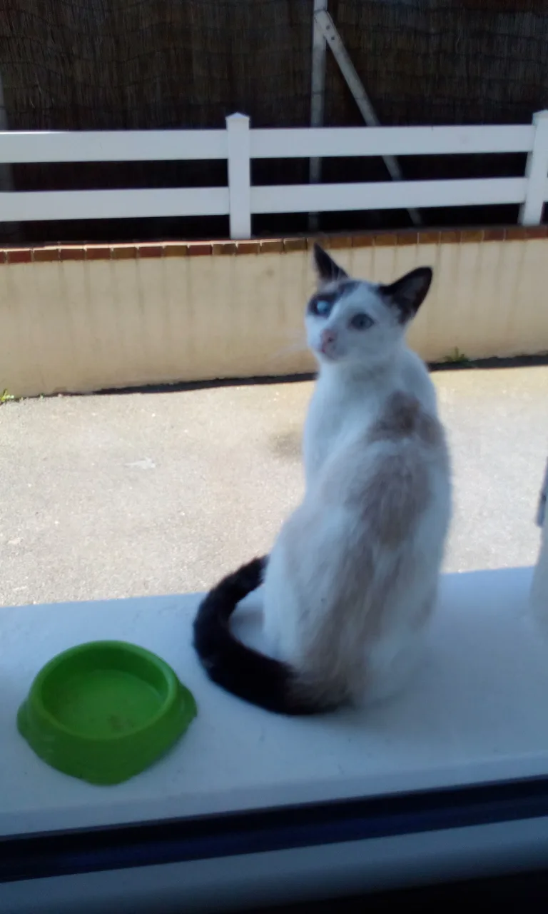 Chat trouvé