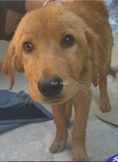 Chien trouvé Chien Courant