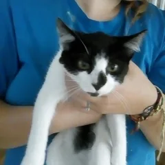 Chat trouvé Européen