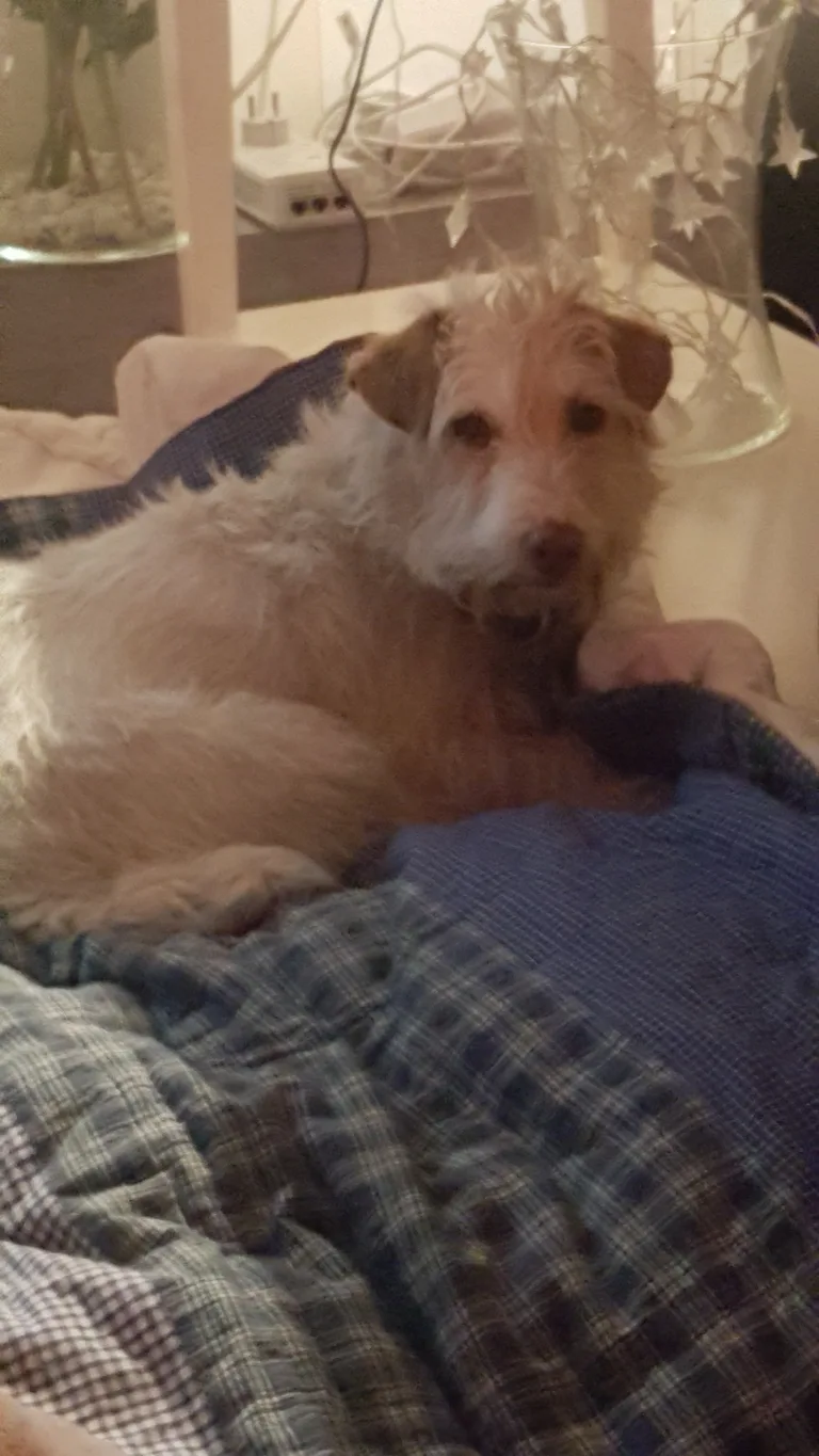 Chien trouvé