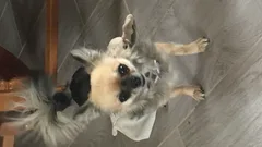 Chien perdu Chihuahua