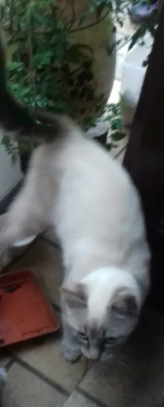Chat trouvé Sacré de Birmanie
