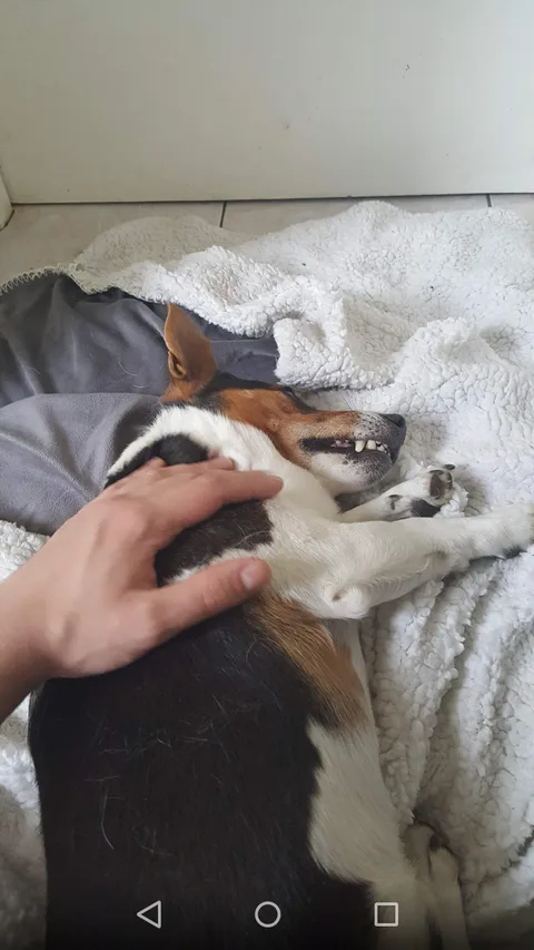 Chien trouvé