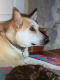 Chien perdu Berger Allemand