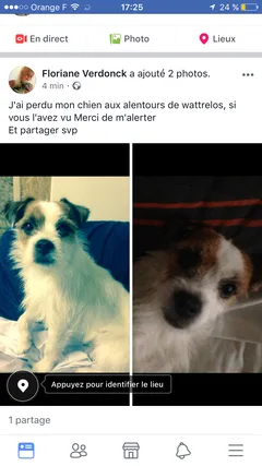 Chien perdu Jack-Russell-Terrier