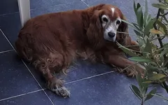 Chien perdu Cocker Anglais
