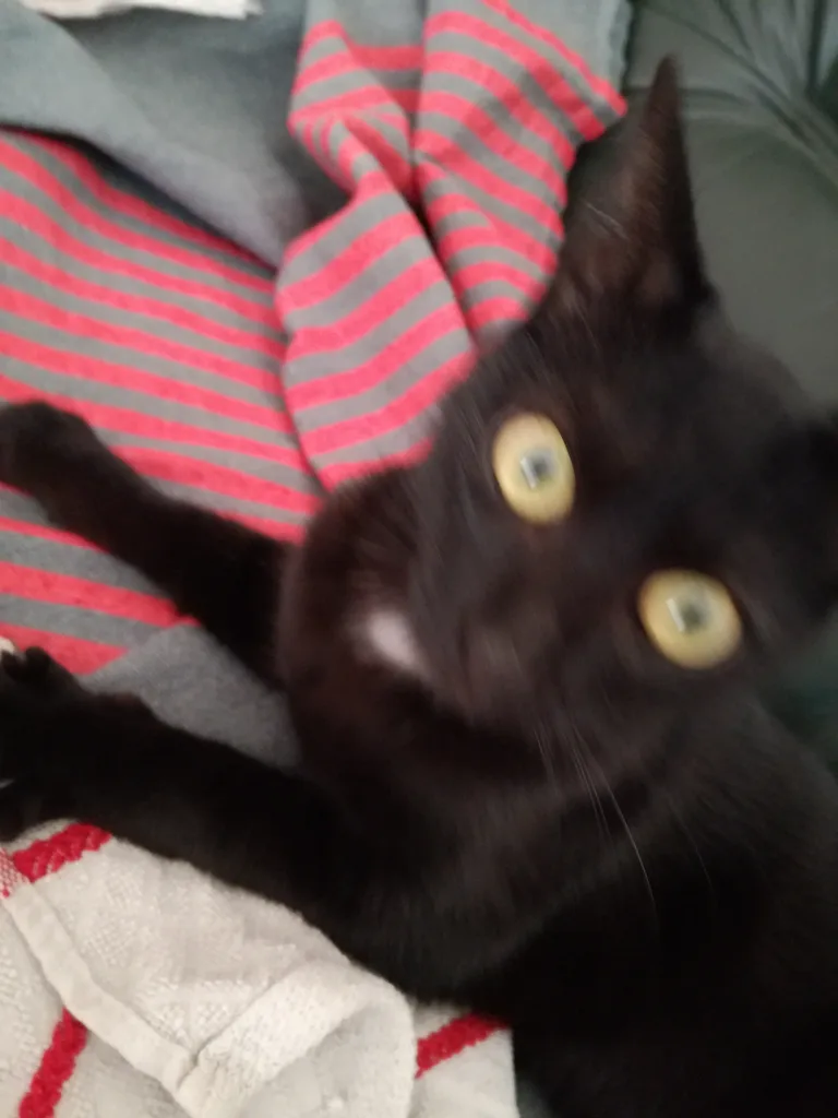 Chat trouvé