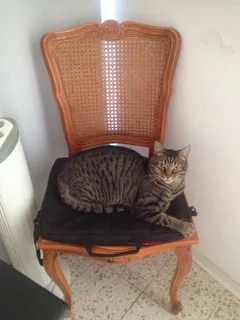 Chat perdu Européen