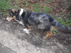 Chien perdu Berger Australien
