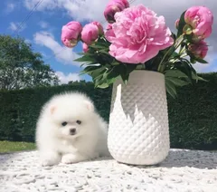 Chien trouvé Spitz Allemand