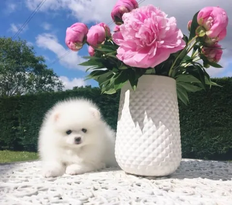 Chien trouvé