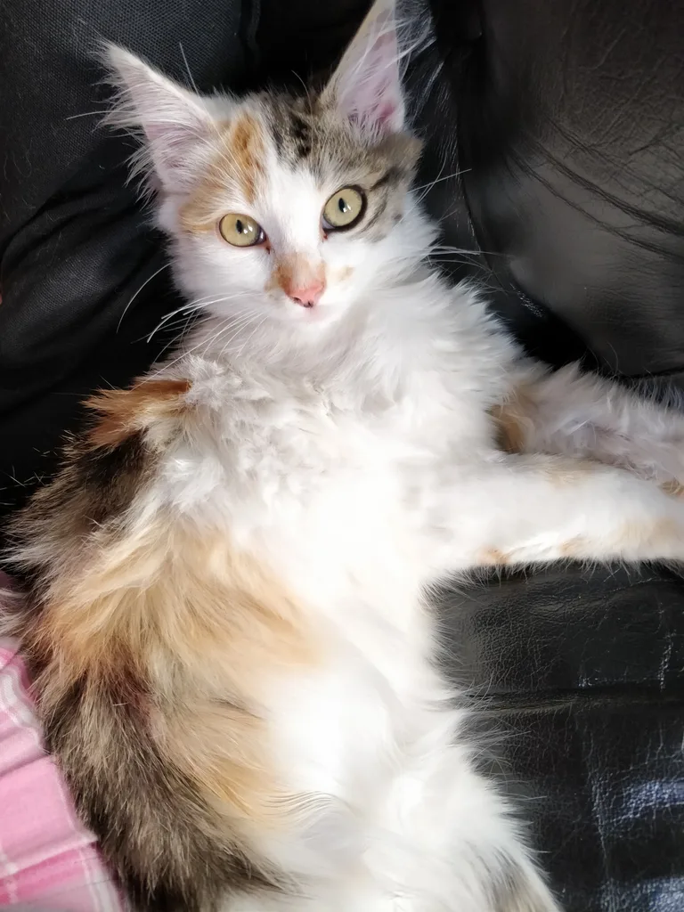 Chat trouvé