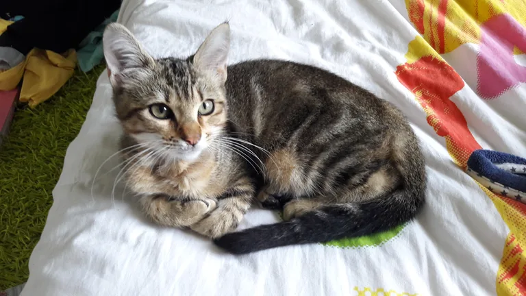 Chat trouvé