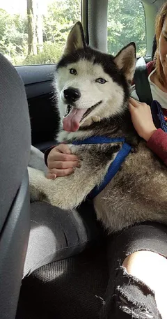 Chien perdu Husky Sibérien