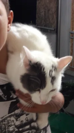 Chat perdu Européen