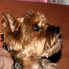 Chien perdu Yorkshire Terrier