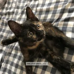 Chat perdu Chat Sauvage d'Europe
