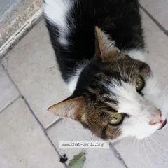 Chat trouvé Européen