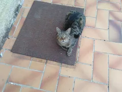 Chat perdu Européen