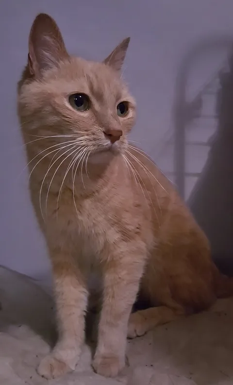 Chat trouvé