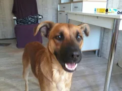 Chien trouvé Berger Belge