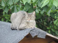 Chat perdu Européen