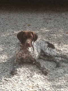 Chien trouvé Braque Allemand