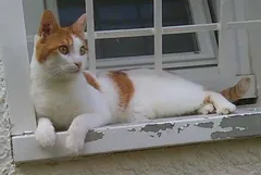 Chat perdu Croisé