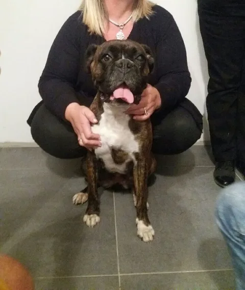 Chien trouvé