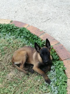 Chien perdu Berger Belge Malinois