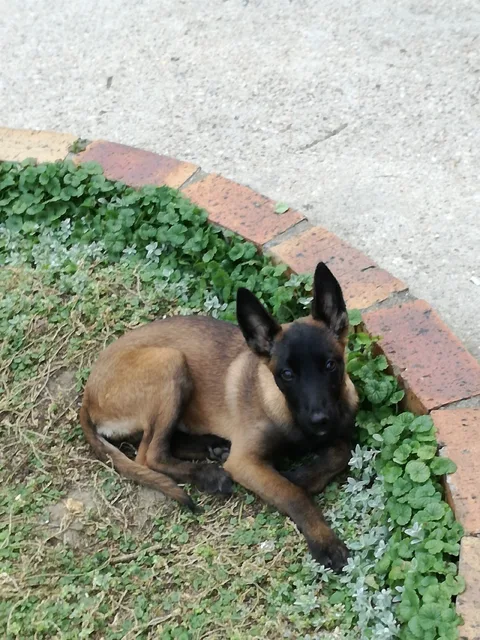Nola