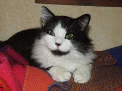 Chat perdu Sans race particulière